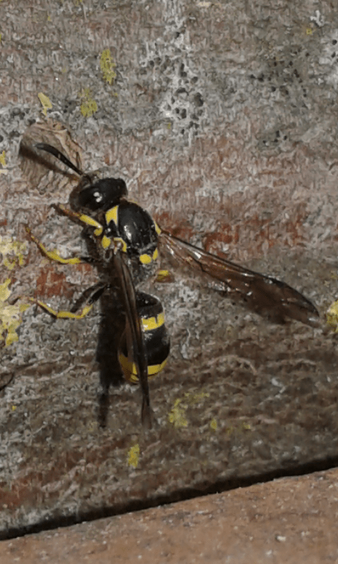 Ancistrocerus sp. (Vespidae Eumeninae)? No, Symmorphus sp.